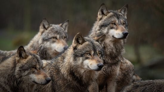 Sürgetik a farkasok kilövését engedélyező törvények lazítását Németországban