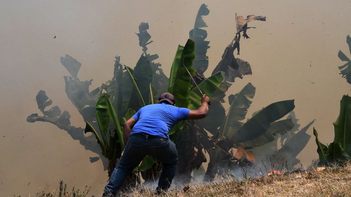 Hondurasi földműves menti banánültetvényét a bozóttűzben Tegucigalpa körzetében, április 17. Fotó: AFP/Orlando Sierra