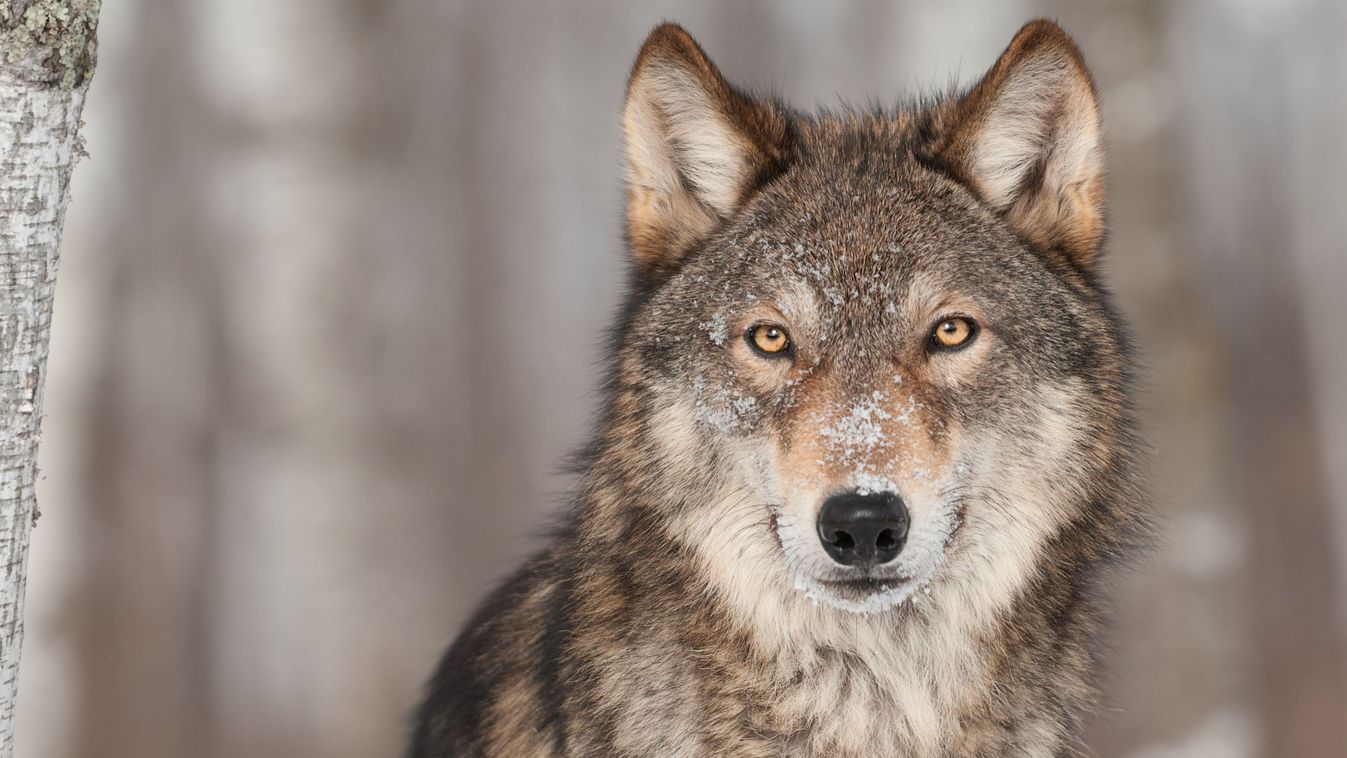 Grey,Wolf,(canis,Lupus),Portrait,-,Captive,Animal