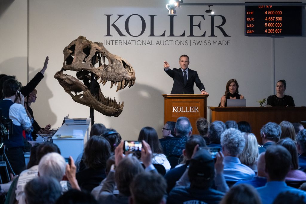 Tyrannosaurus rex csontváza a zürichi Koller aukciósház árverésén, április 18. Fotó: AFP/Fabrice Coffrini