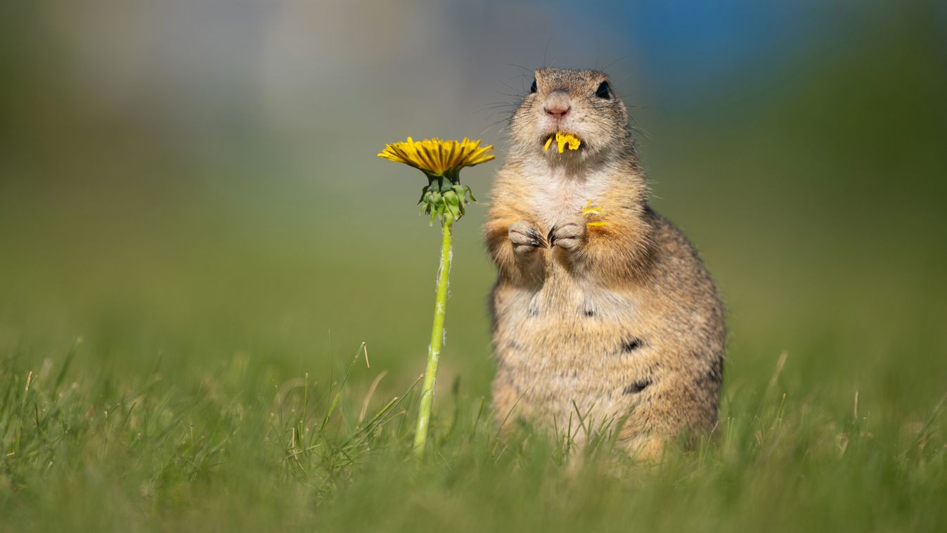 Funny,Ground,Squirrel,Eating,Dandelion,Flower