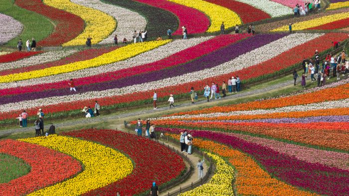 Tulipánmező a kelet-kínai Jancsengben, április 15. Fotó: AFP/STR