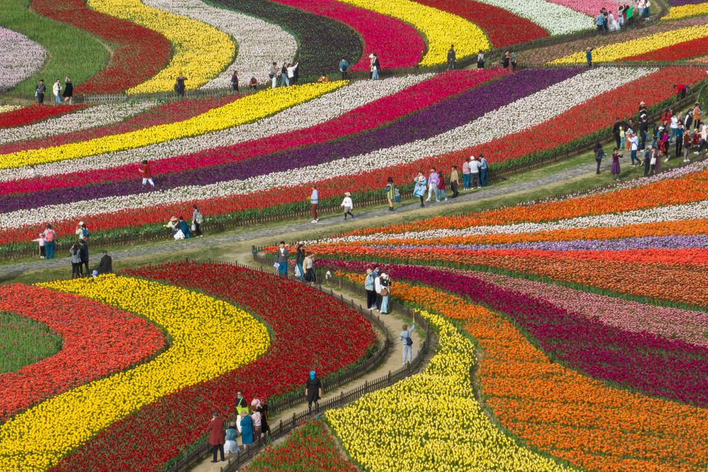 Tulipánmező a kelet-kínai Jancsengben, április 15. Fotó: AFP/STR