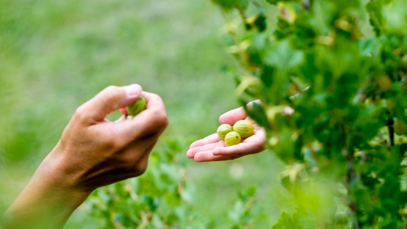 Hands of mother and daughter picking gooseberries, close-up