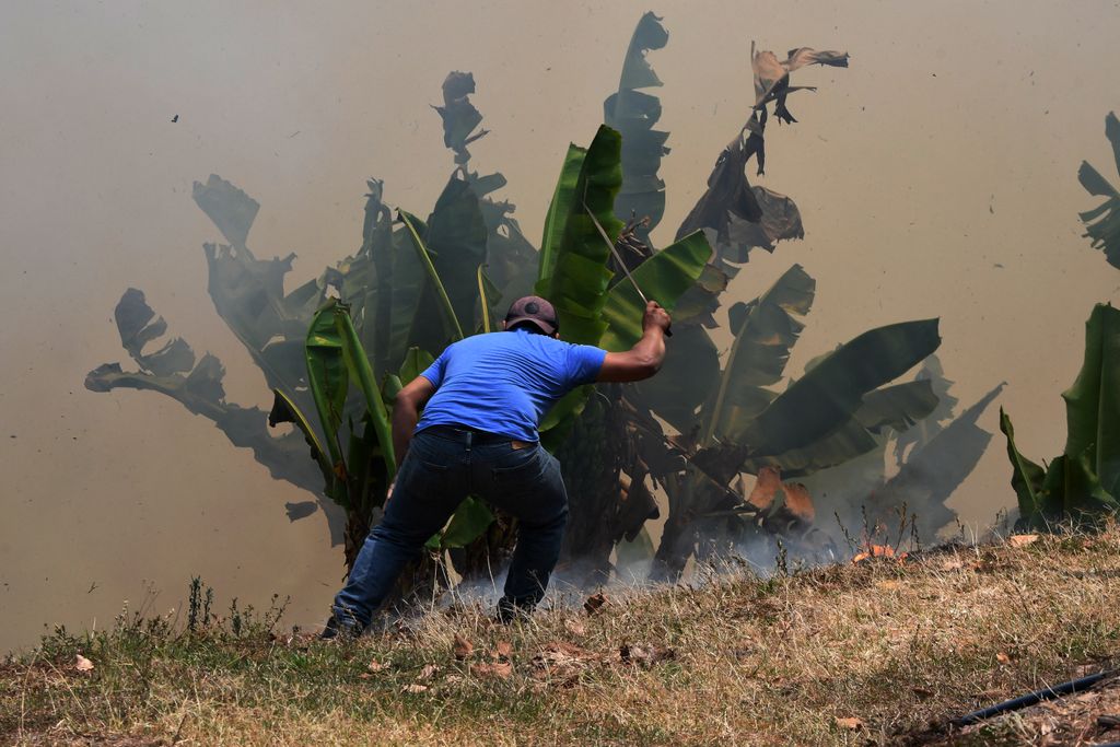 Hondurasi földműves menti banánültetvényét a bozóttűzben Tegucigalpa körzetében, április 17. Fotó: AFP/Orlando Sierra