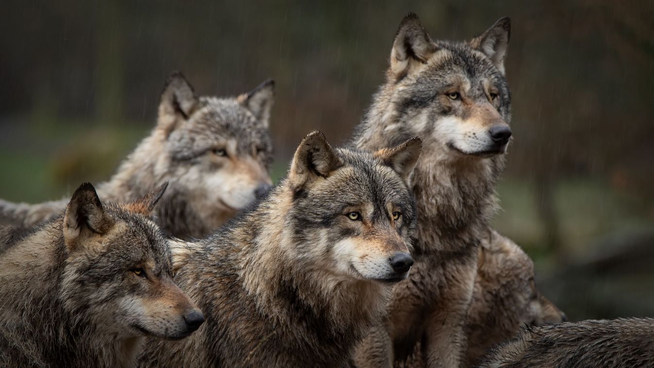 Gray,Wolf,Pack,In,Forest