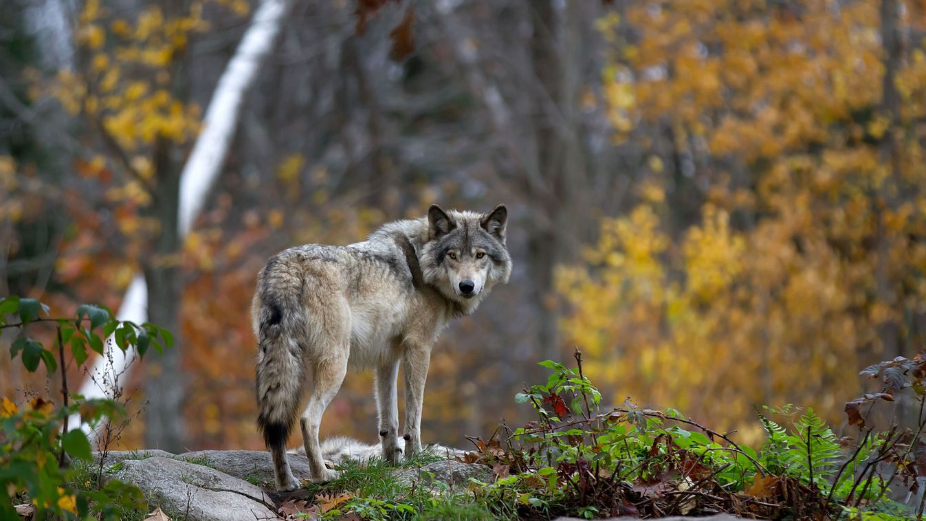 A Miniszterelnöki Irodát vezető államtitkár is megszólalt a kilőtt svájci farkas ügyében