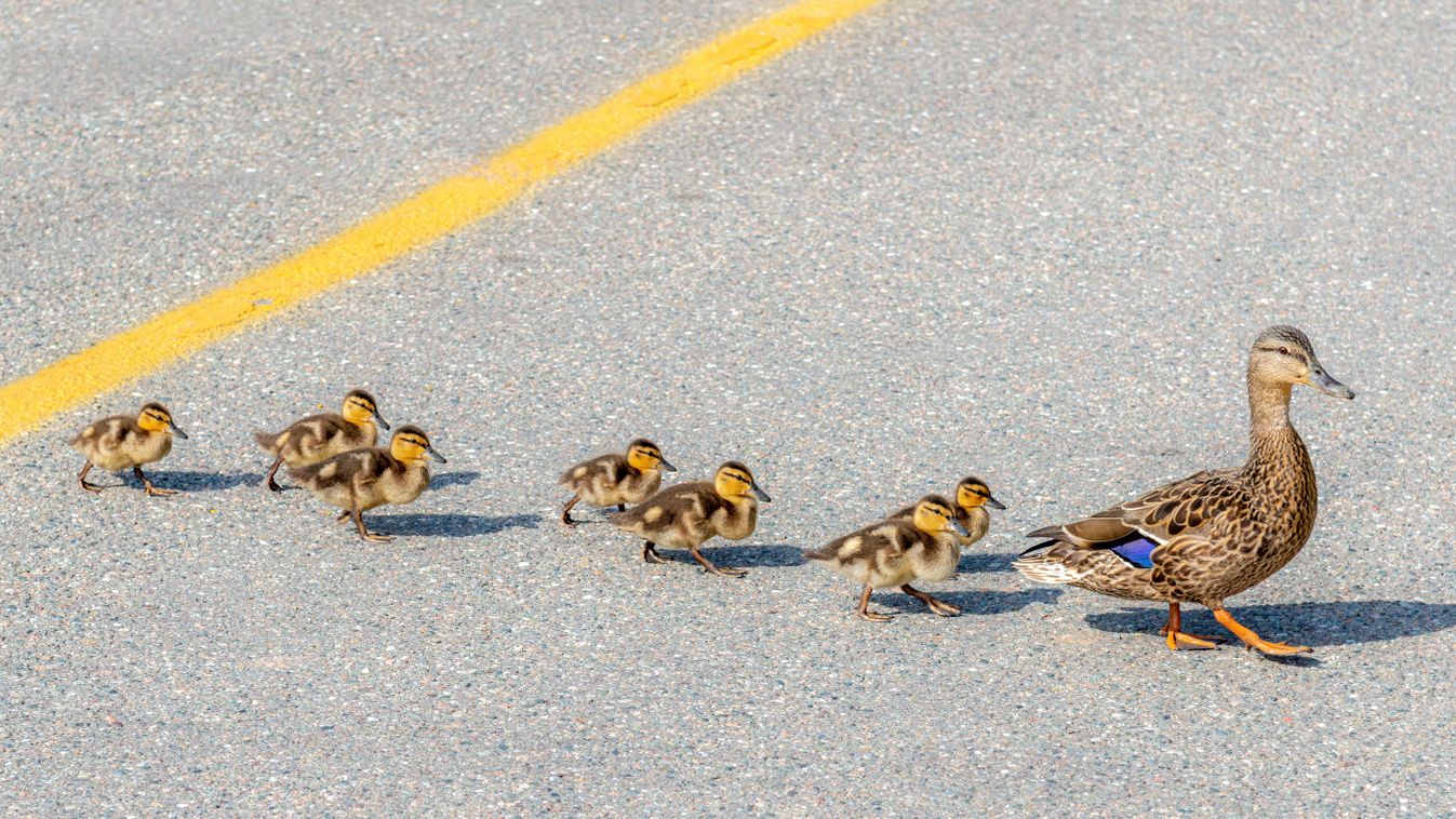 A,Mother,Duck,Leading,Her,Babies,Across,A,Road,On