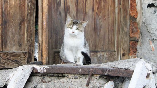 Beszüntették az új-zélandi macskaölő versenyt a visszhangok után