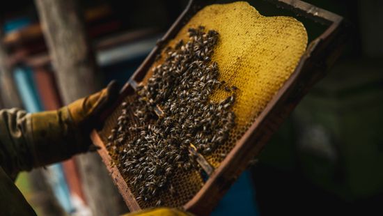 Rabul ejtették az uniós mézpiacot a kínai vegyészek
