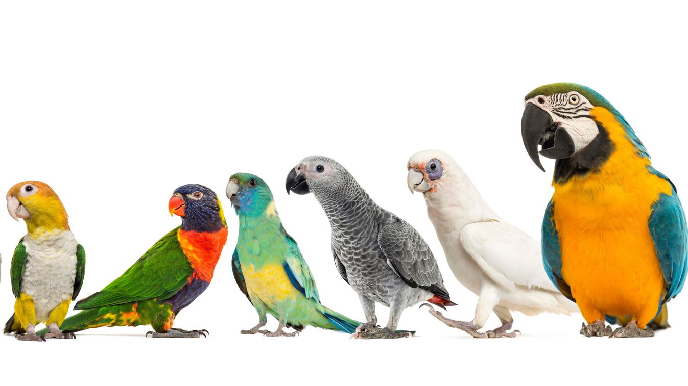 Large,Group,Of,Many,Different,Exotic,Pet,Birds,,Parrots,,Parakeets,