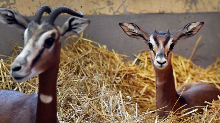 Soha többé nem nevezik el az állatokat a Schönbrunni Állatkertben