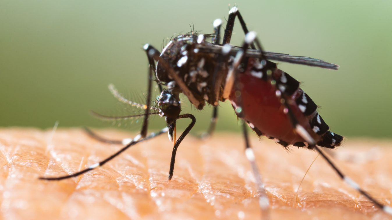 Aedes,Albopictus,Mosquito.,Super,Macro,Close,Up,A,Mosquito,Sucking