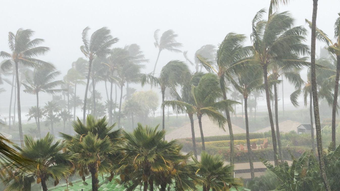 Palm,Trees,Blowing,In,The,Wind,And,Rain,As,A