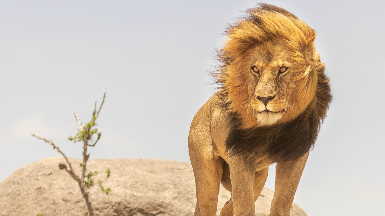 Lion,King,Of,African,Jungle,,Tanzania