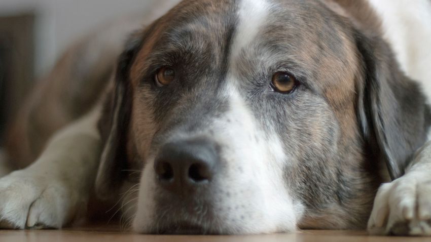 Minden idők legidősebb kutyája harmincegy éves lett Minden idők legidősebb kutyája harmincegy éves lett