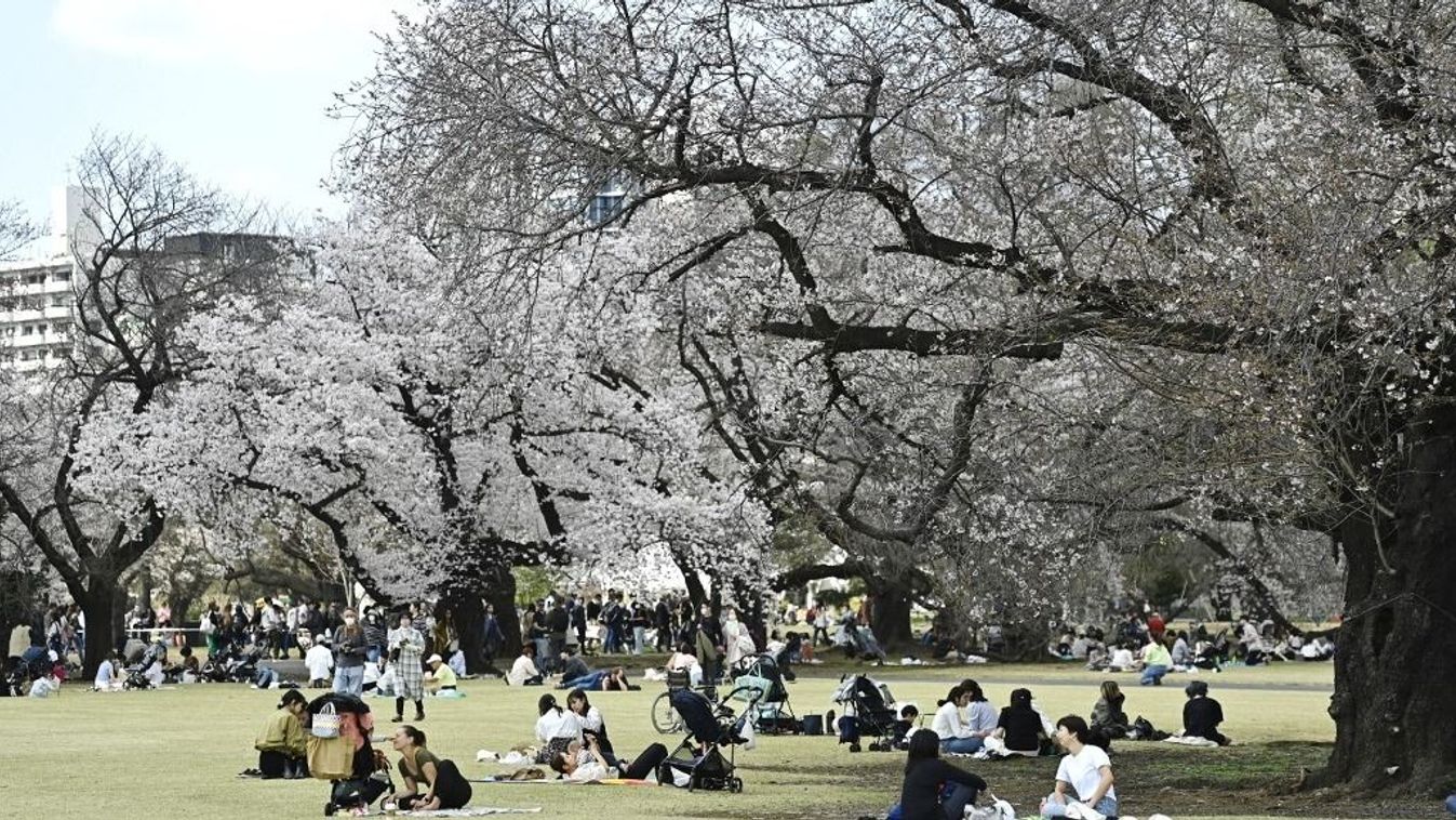 People enjoy cherry blossom season in Tokyo
