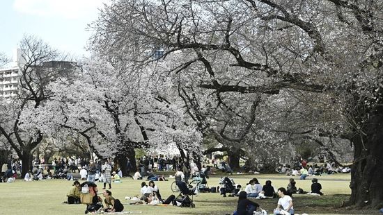 Japánban fakivágással védekeznek a pollenszennyezés ellen