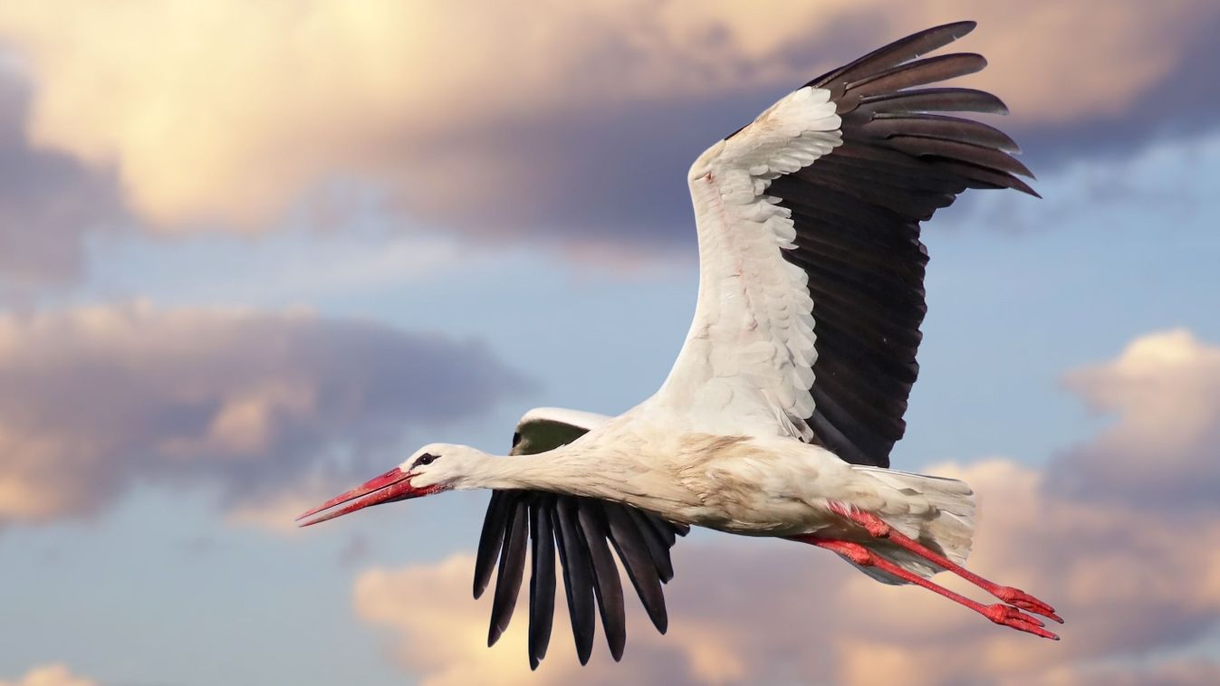 Beautiful,White,Stork,(ciconia,Ciconia),In,Flight,With,A,Cloudy, gólya