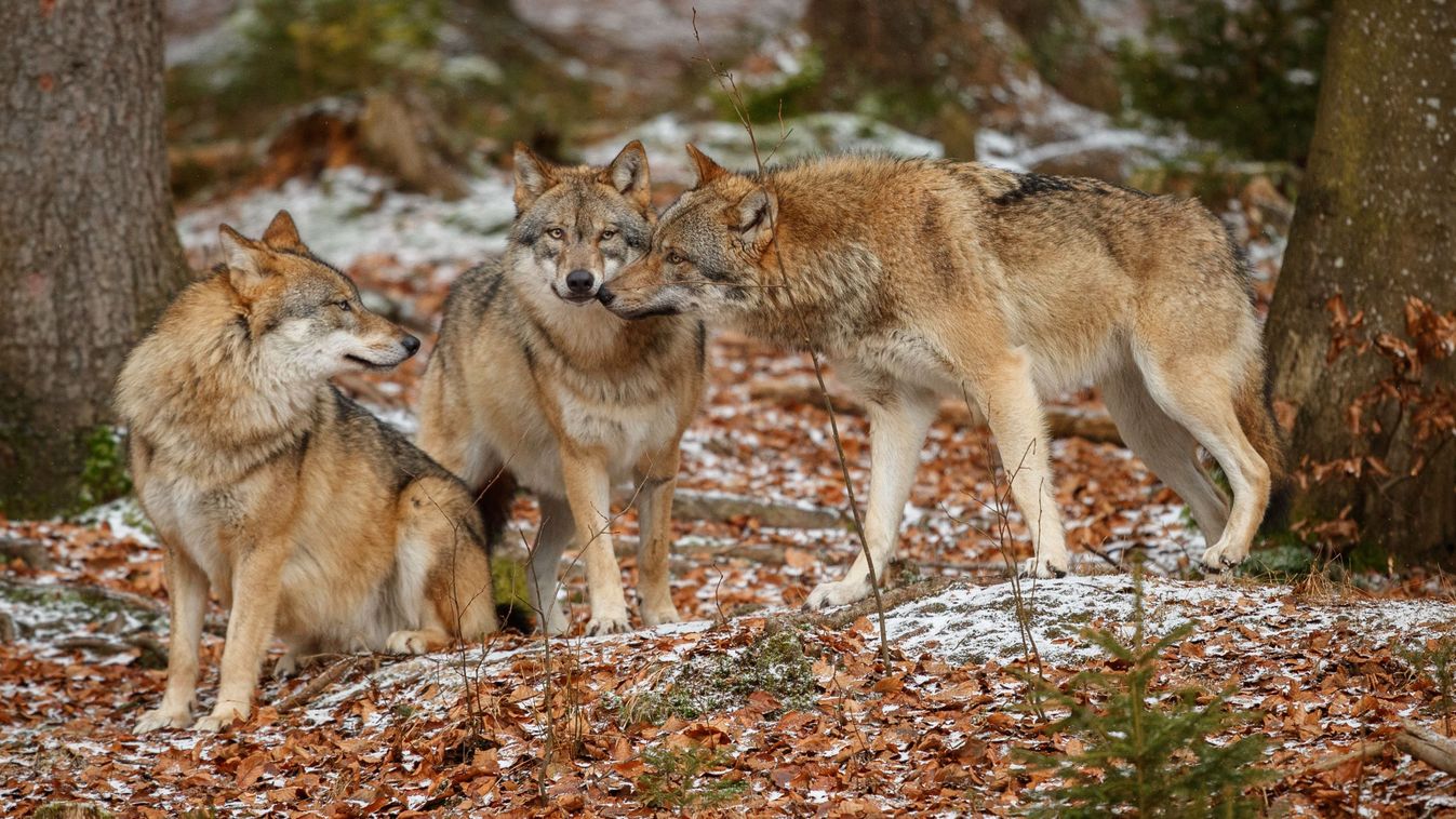 Eurasian,Wolfpack,In,Nature,Habitat,In,Bavarian,Forest,,National,Park