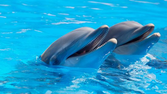 Szeretné meggyőzni a döntéshozókat Kozsó, hogy a Balatonba kellenek delfinek