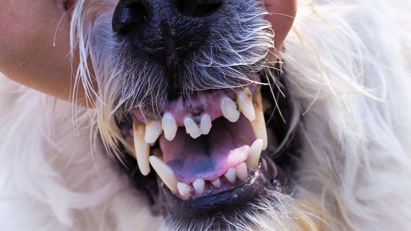 Pet,Health,Care,Mouth,And,Teeth,Of,Angry,Dog.,Tooth