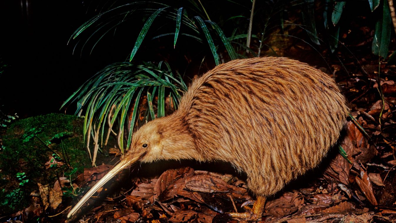 Kiwi,,Are,Flightless,Birds,Endemic,To,New,Zealand,Of,The