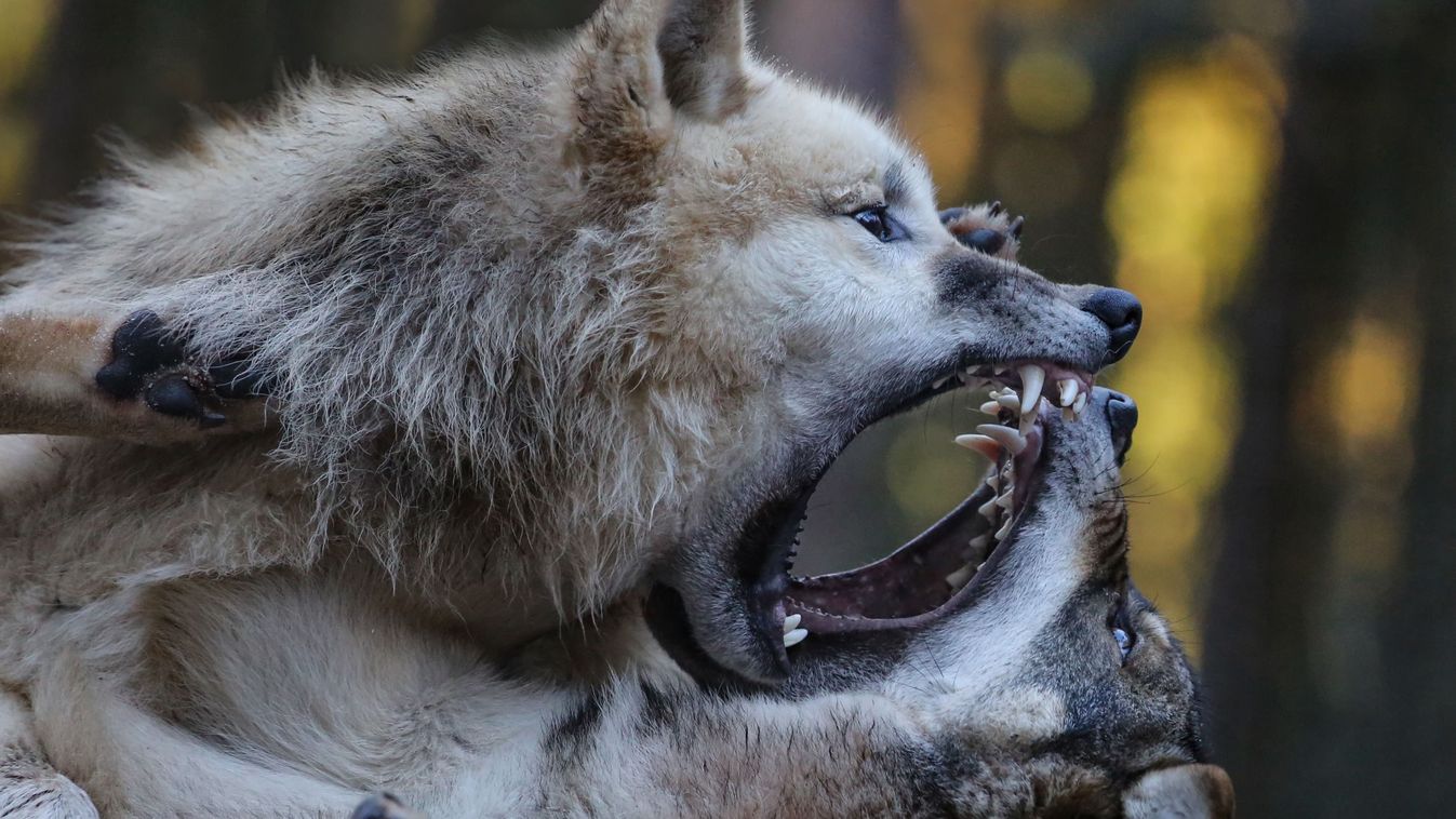 Two,Wolves,Play,And,Fight,Very,Wildly,,Showing,Their,Teeth
