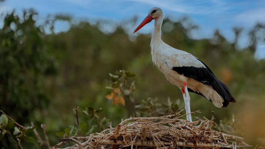 Kólásdobozba szorult a gólya csőre, tűzoltók segítettek rajta