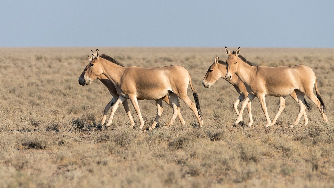 Asian wild ass (Equus hemionus) in a semi-arid steppe landscape of the Galba Gobi Desert, Ulgii Hiit, Mongolia