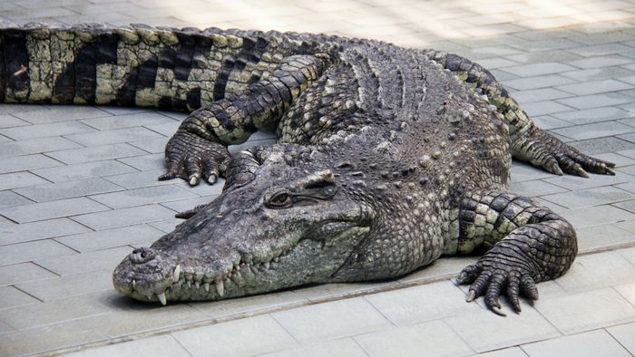Saját magától lett utódja a krokodilnak