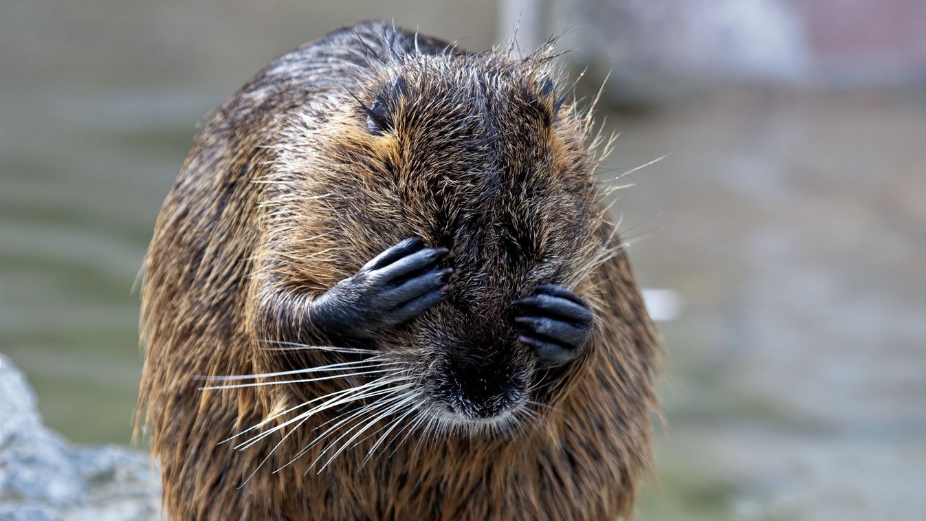 Close-up,Of,Eurasian,Beaver,(castor,Fiber),Rubbing,His,Eyes