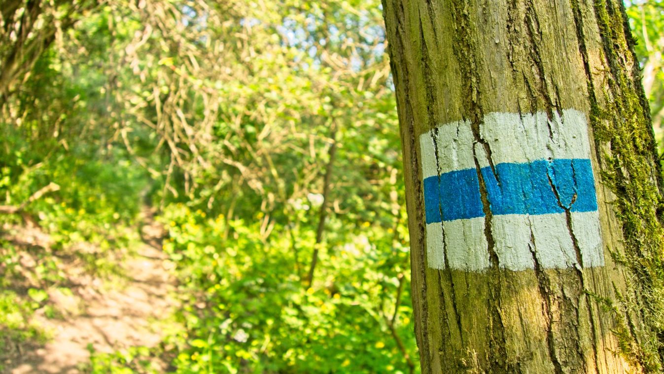 Blue,Hiking,Trail,Marks,On,A,Tree,On,The,National