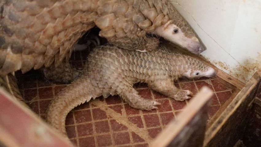 Képes elállítani a belső vérzést a legújabb orvosi robot Képes elállítani a belső vérzést a legújabb orvosi robot