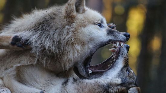 Vérengző farkasfalkától rettegnek Szlovákiában, még csak nem is az élelemért gyilkoltak