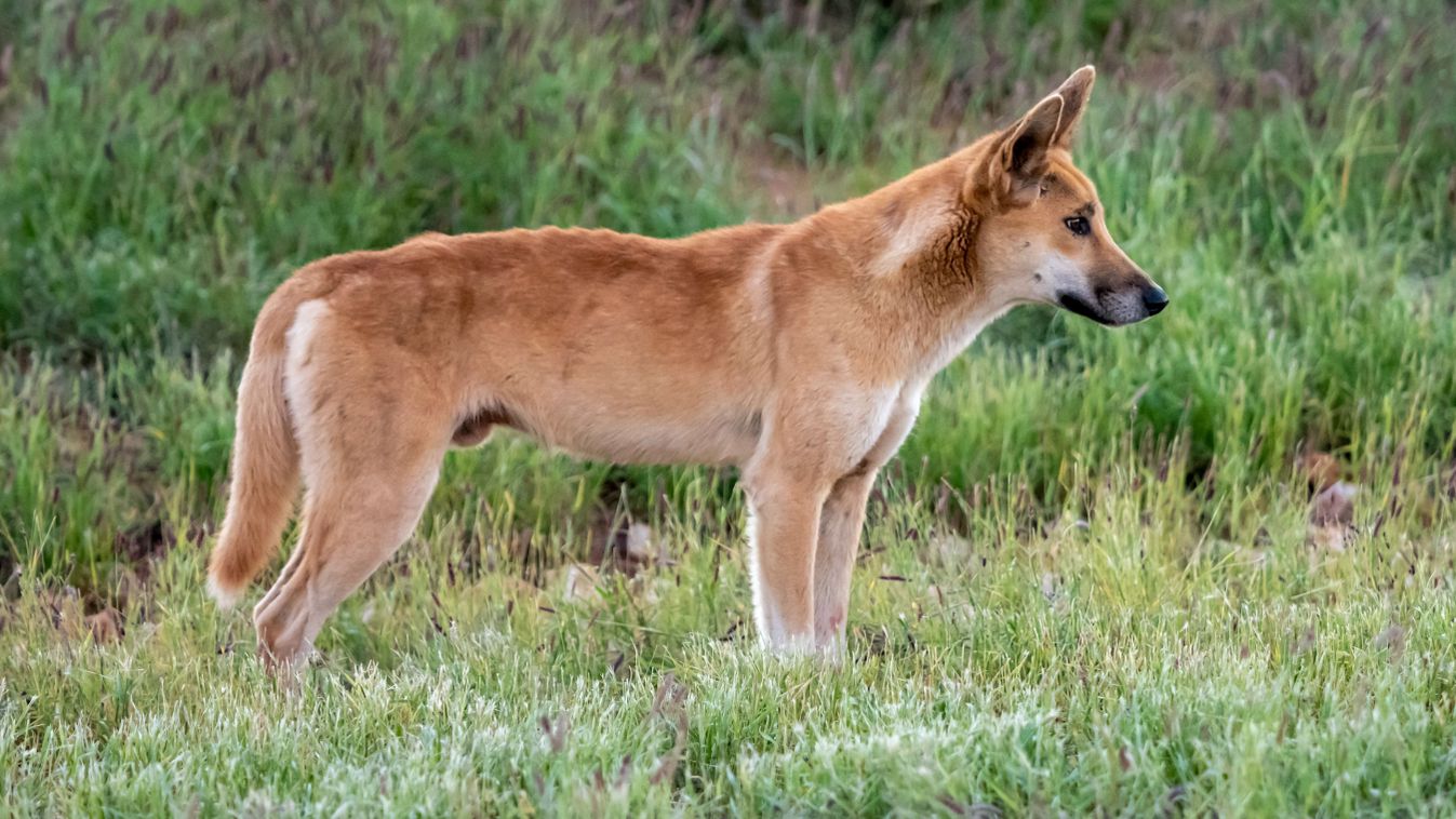 Adult male dingo, Canis lupus dingo, in the bush in Cape Range National Park, Western Australia, Australia.
