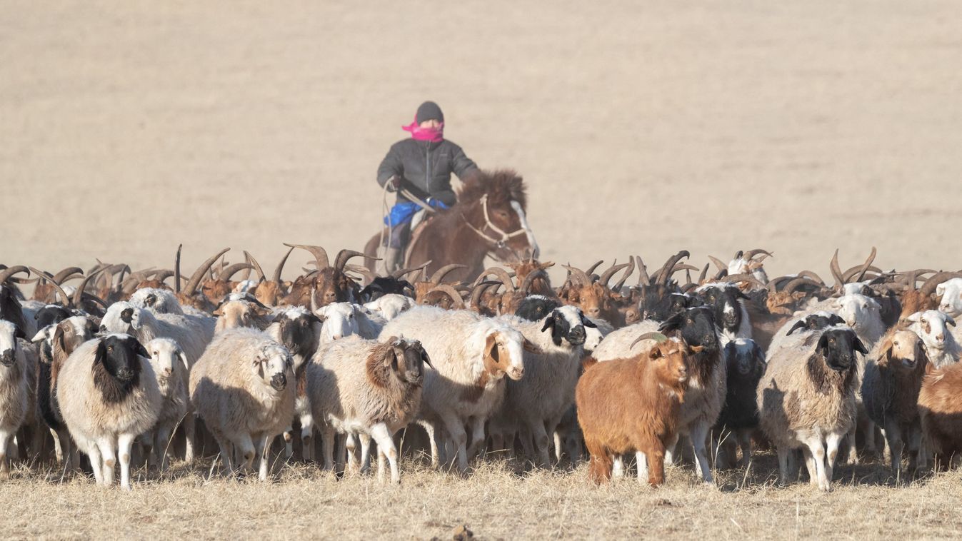 Mongolia east mongolia steppe area herd goats ans sheeps