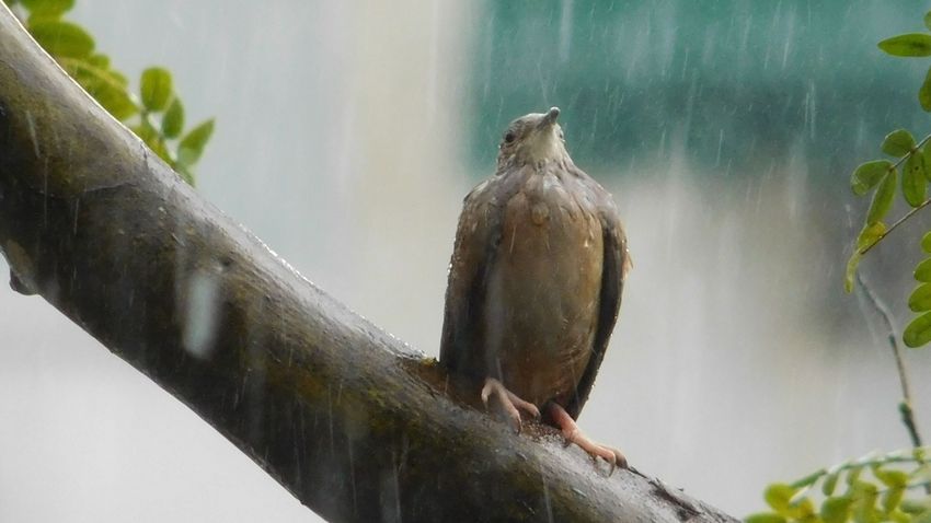 Hatalmas károkat okozott a vihar Délvidéken, volt ahol a jég még a madarakkal is végzett röptükben