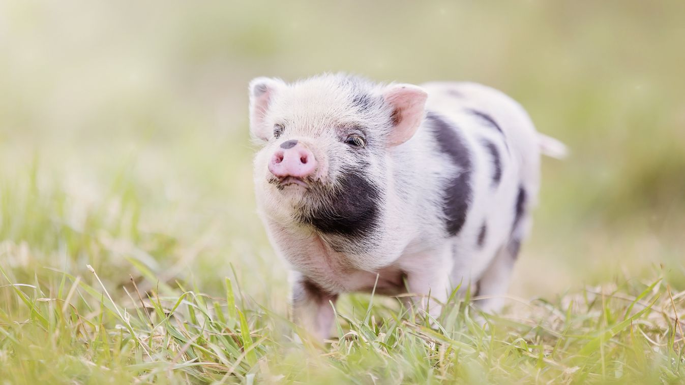 Teacup,Pig,Baby,In,Nature