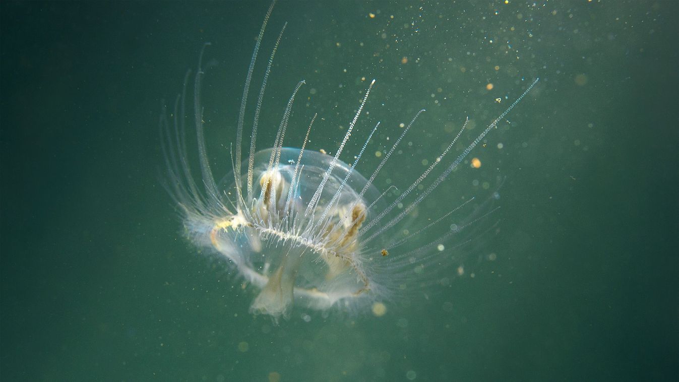 Freshwater,Jellyfish,(craspedacusta,Sowerbii),In,Nature,Habitat.,Live,In,The
Édesvízi medúza