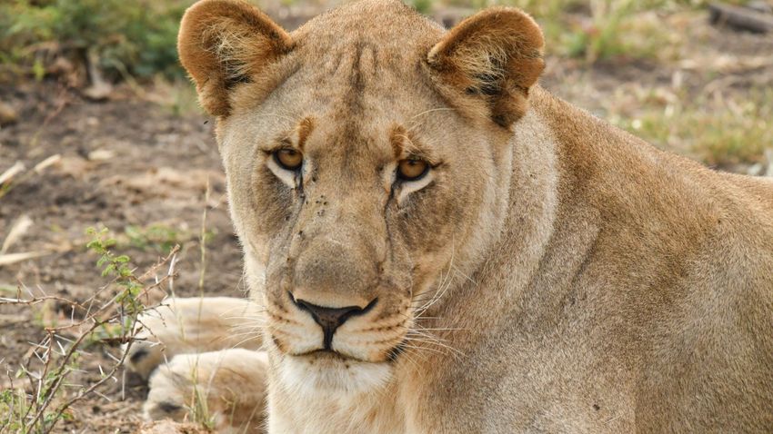 Nem aggódik a német rendőrség: nem oroszlán, vaddisznó Nem aggódik a német rendőrség: nem oroszlán, vaddisznó