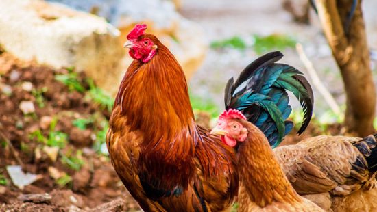 A vendég Hollandiában akkor kaphat csirkét, ha hajlandó saját kezűleg megölni