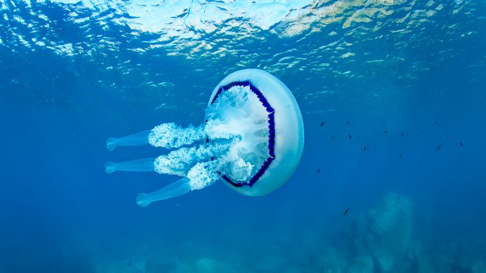 Barrel Jellyfish near the surface - Colera - Catalonia - Spain - Mediterranean Sea