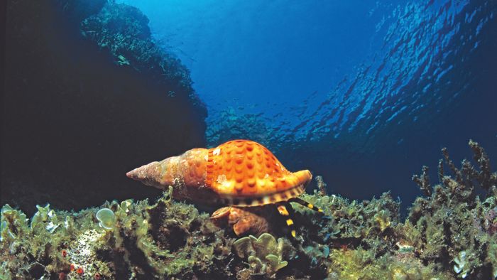 Underwater world of Mediterranean Sea