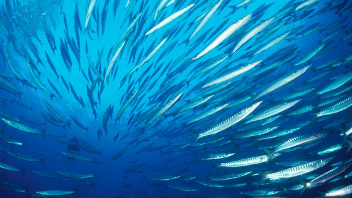 School of European barracuda (Sphyraena sphyraena), Port-Cros, France, Mediterranean Sea