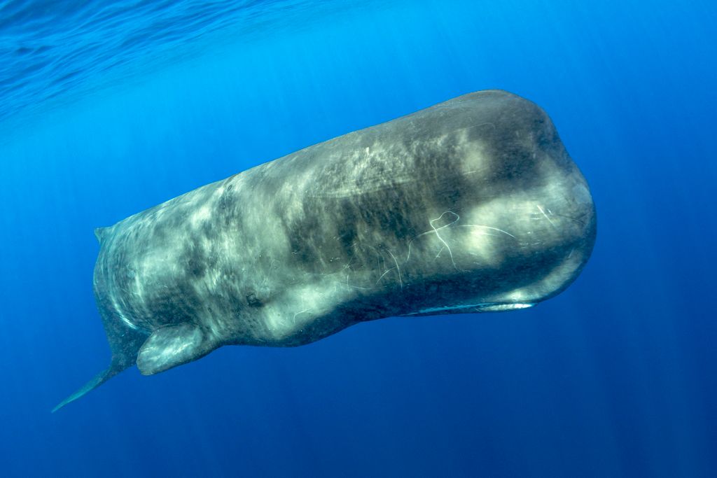 Sperm whale, (Physeter macrocephalus). Vulnerable (IUCN). The sperm whale is the largest of the toothed whales. Sperm whales are known to dive as deep as 1,000 meters in search of squid to eat. Pelagos Sanctuary for Mediterranean Marine Mammals, Mediterran