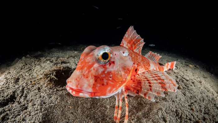 Streaked Gurnard (Trigloporus lastoviza), Puolo Bay, Marine Protected area Punta Campanella, Massa Lubrense, Penisola Sorrentina, Costa Amalfitana, Italy, Tyrrhenian Sea, Mediterranean