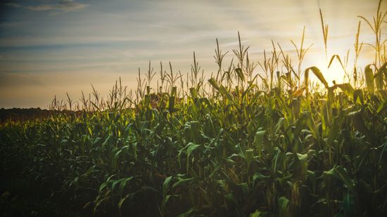 Örülhetnek a gazdák: ugyan idén nyáron is forróság van, de nagyon jó lehet a kukoricatermés