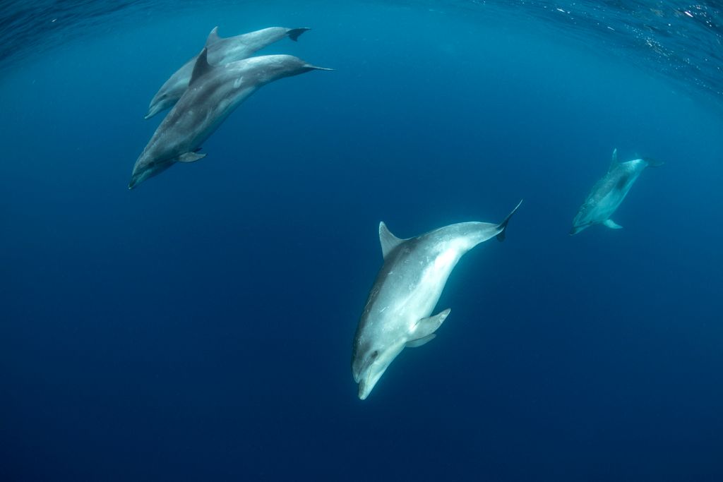 Bottlenose dolphins (Tursiops truncatus) Pelagos Sanctuary for Mediterranean Marine Mammals, France, Mediterranean Sea