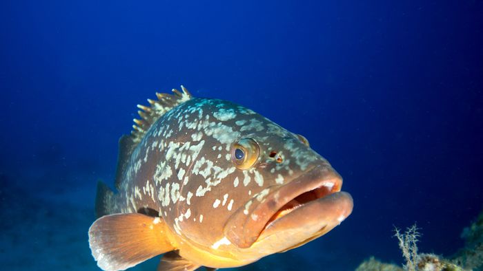 Underwater world of Mediterranean Sea